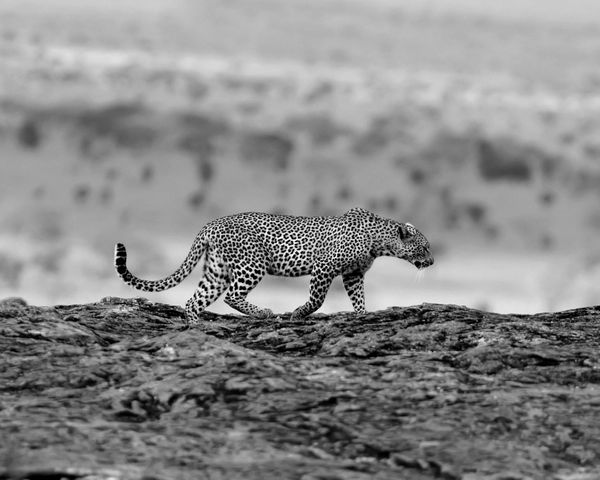 Wild Cat