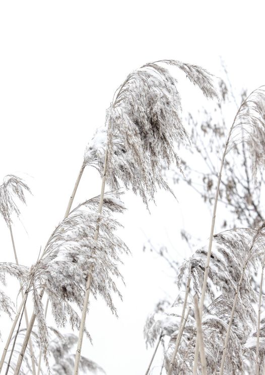 Winter Reed 1