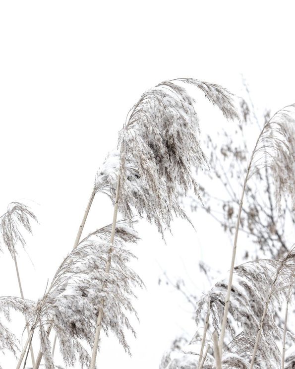 Winter Reed 1