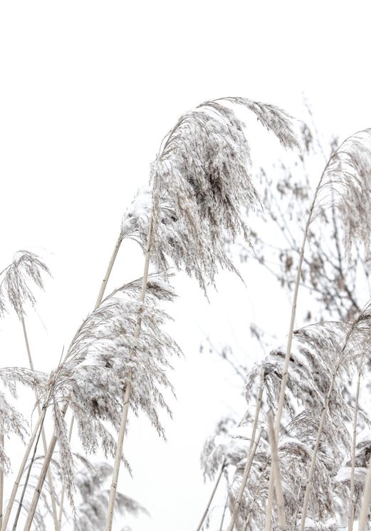 Winter Reed 1