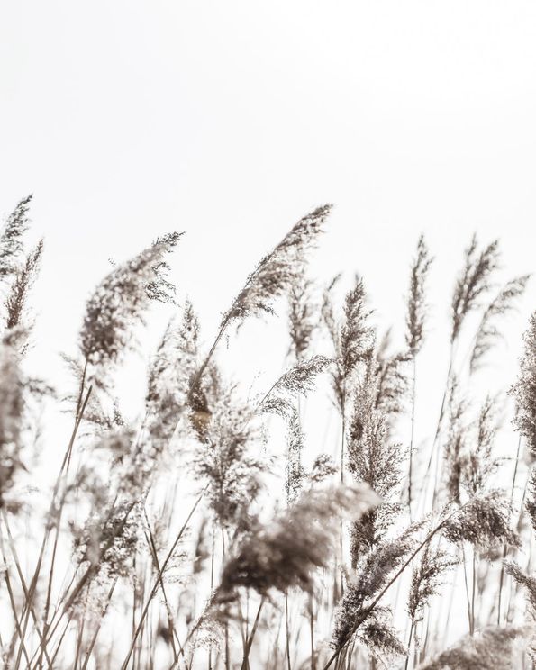 Winter Reed 3