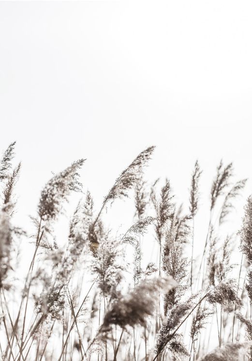 Winter Reed 3