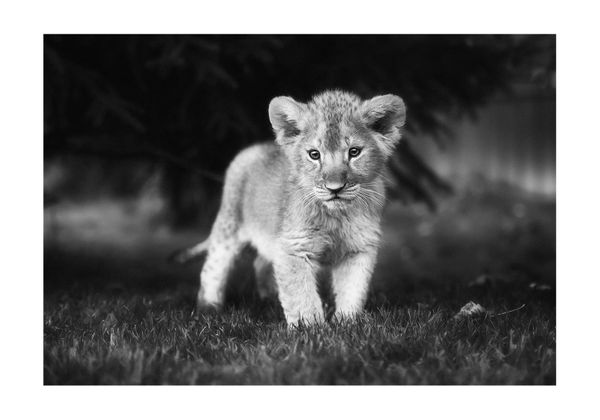 Young Lion