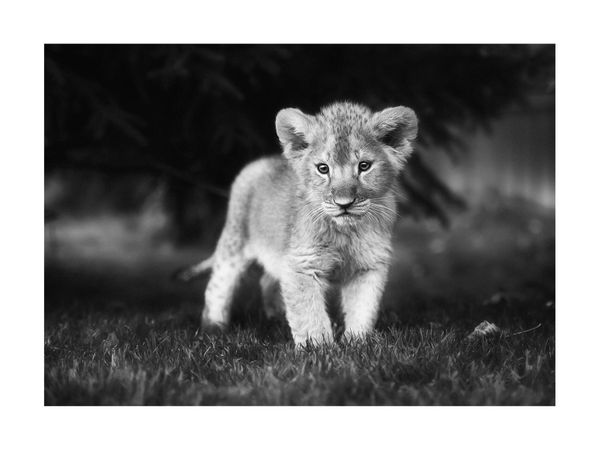 Young Lion