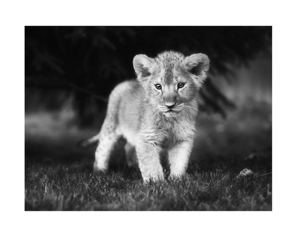 Young Lion