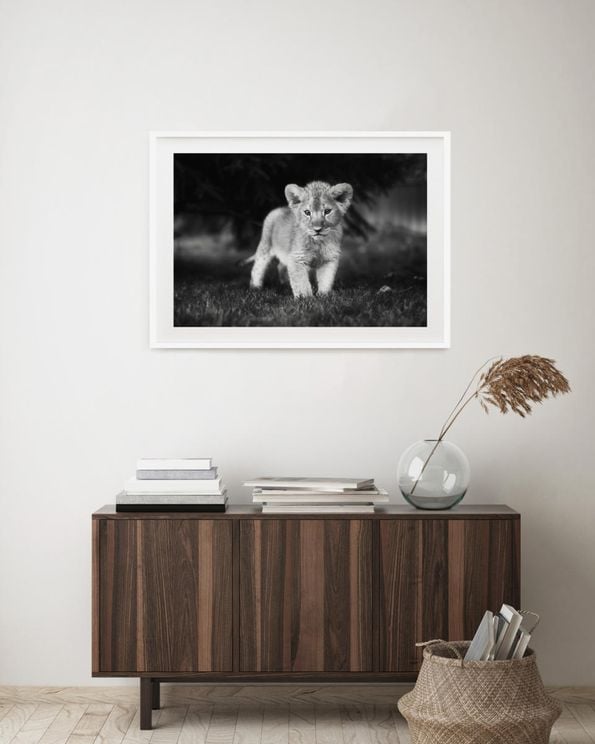 Young Lion