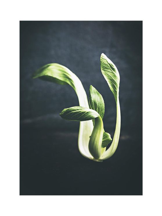Young Pak Choi