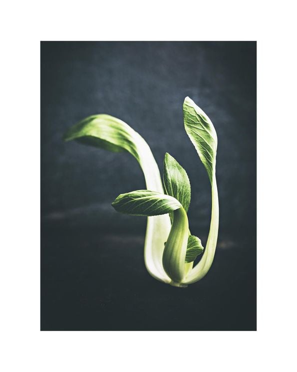 Young Pak Choi
