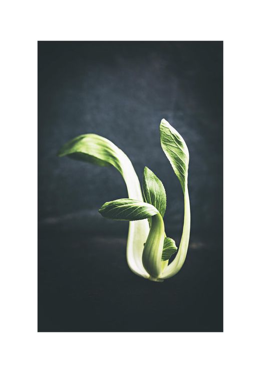 Young Pak Choi