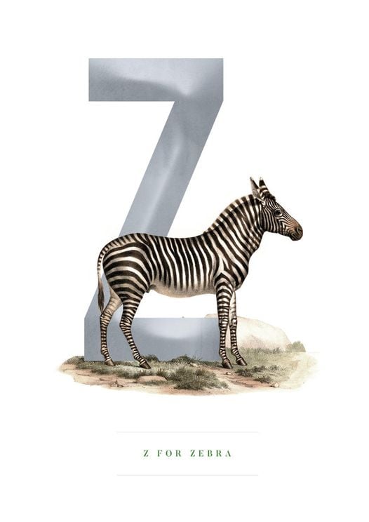 Z For Zebra