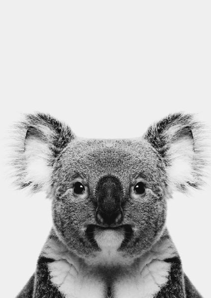 Purchase Animal Front Koala Poster Online | DearSam.com