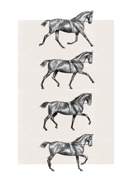 empireposter – lang, bob – wit paard – afmetingen (cm), ca. 61x91,5 - Poster, NIEUW