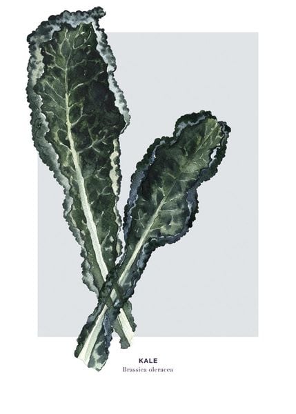 Kaufen Kale Poster Online DearSam.de