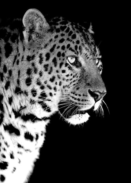 Purchase Leopard Black Poster Online
