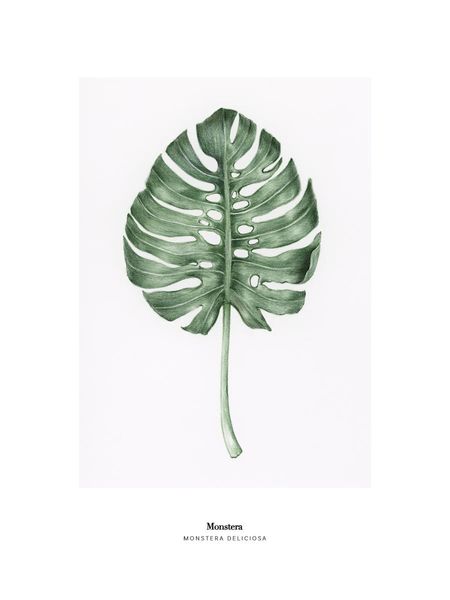 Monstera Deliciosa  botanisches Highlight | DearSam.de