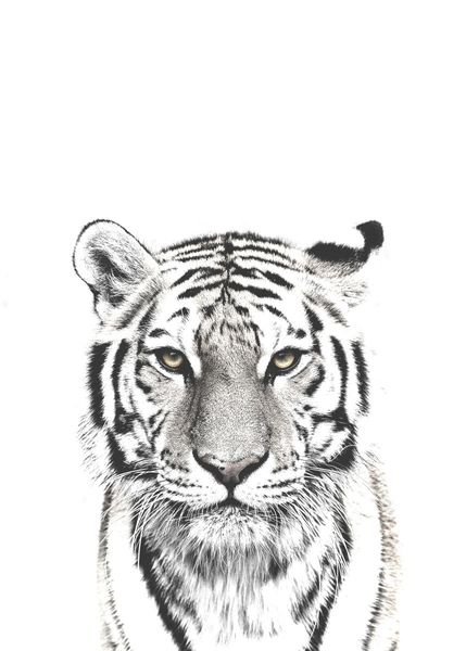 Poster White Purchase Tiger Online